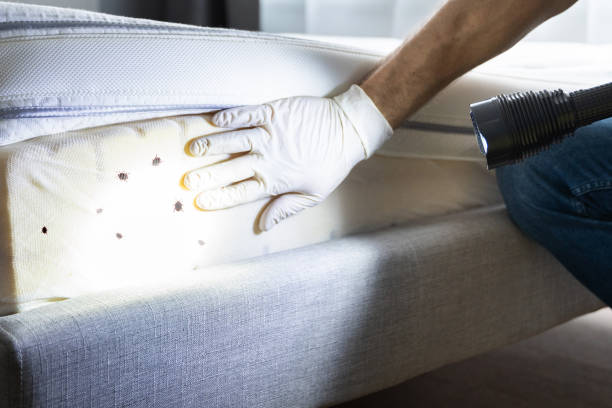 Best Cockroach Control Services  in Arroyo Seco, NM