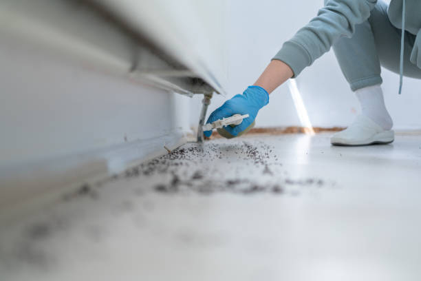 Best Rat Extermination Near Me  in Arroyo Seco, NM